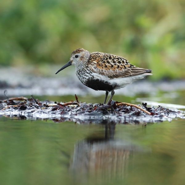 Suosirri, Dunlin, Calidris alpina
